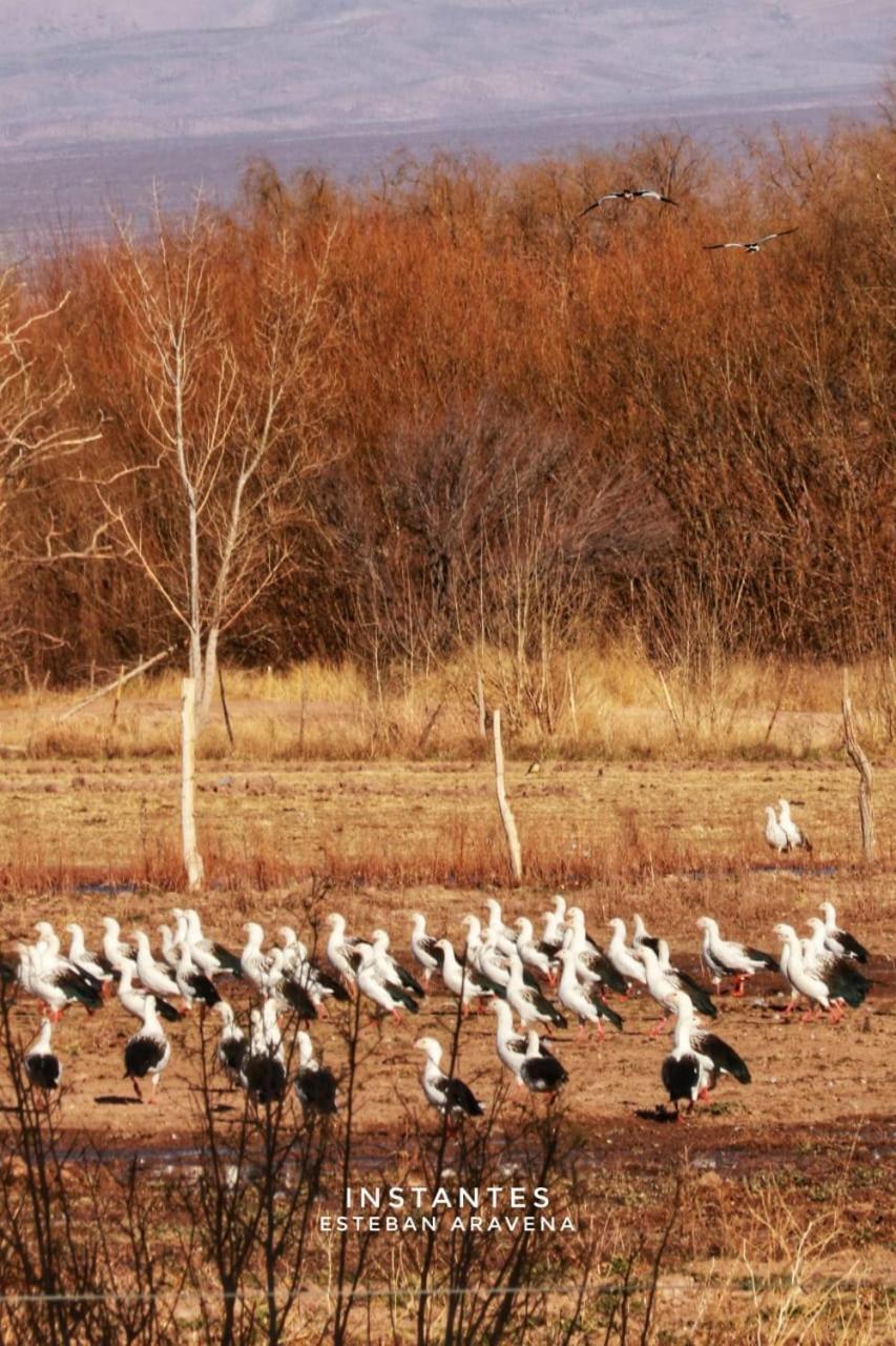 Rio Los Patos Barreal Exteriér fotografie